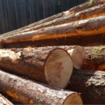 Premium-Zypressenholz für Terrassen