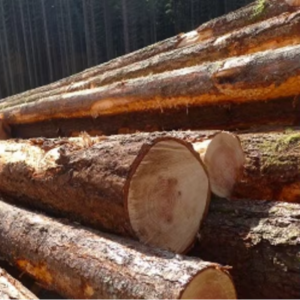 Premium-Zypressenholz für Terrassen