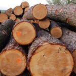 Premium-Zypressenholz für Terrassen