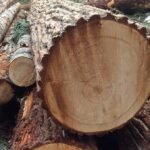 Premium-Zypressenholz für Terrassen