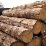 Premium-Zypressenholz für Terrassen
