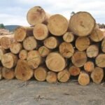 Premium-Zypressenholz für Terrassen